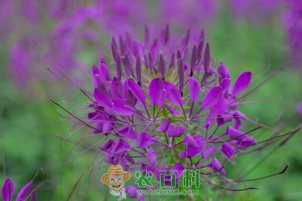 一年生醉蝶花的花语是什么？种子价格大约多少钱一斤？什么时候播种、开花？种植方法有哪些？
