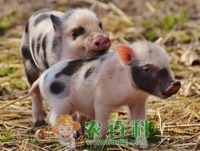 仔猪价格行情怎么样?养殖技术有哪些?国家有补贴吗?