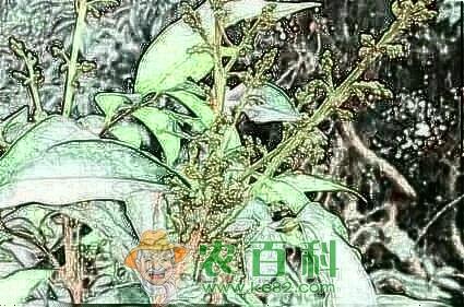 我国龙眼需肥特点以及丰产施肥技术、时间