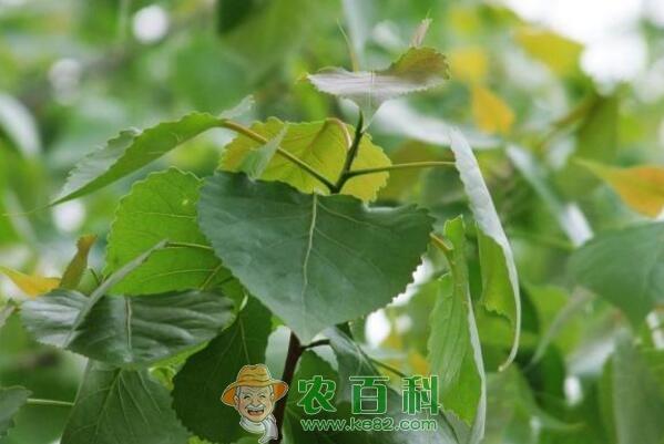 高大挺拔的杨树苗价格多少钱一棵?特点是什么?哪个品种好?怎么种植?