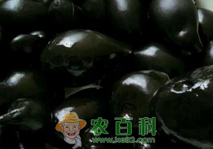 “中药”乌灵参价格多少钱一斤？生长在什么地方？它有哪些功效作用？怎么吃好？