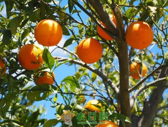 果树常用杀菌剂的分类及其作用