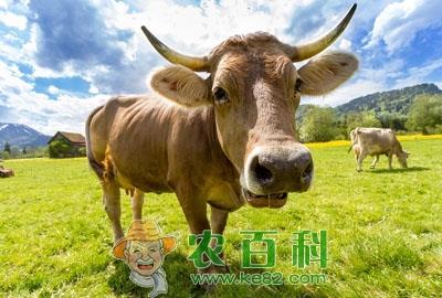 养一头牛能赚多少钱?需要多少成本?