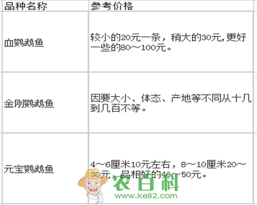 市面上鹦鹉鱼价格多少钱一只？它吃什么食物？能活多久？