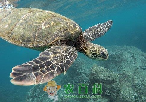 野生甲鱼多少钱一斤？养一亩大约赚多少钱？