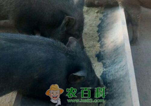 温驯的特种野猪苗价格大约多少钱一只?国家有什么补贴扶持政策吗?养殖注意繁育要注意什么?