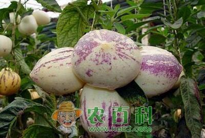 人参果是水果吗?怎么长出来的?有什么功效和作用?