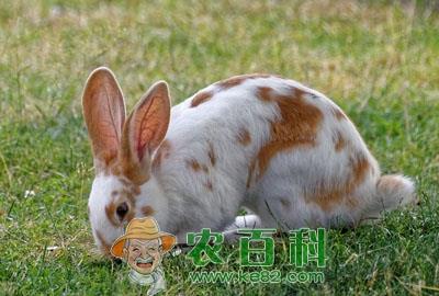 懒兔多少钱一斤?懒兔养殖前景及市场价格走势预测