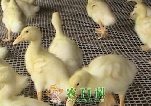 肉鸭大概多少钱一斤？养殖肉鸭赚钱吗？养3000只成本与利润如何？