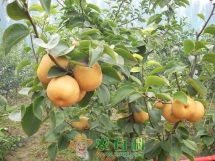 杨金凯:“金领”返乡创业当果农