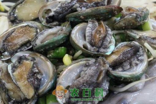 鲍鱼多少钱一斤？养殖100万头鲍鱼成本及利润如何？（附养殖方法）