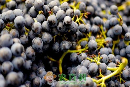 吃葡萄不吐葡萄皮的葡萄皮能吃吗？