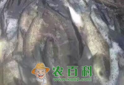 胖头鱼鱼苗多少钱一斤？养殖技术有哪些？