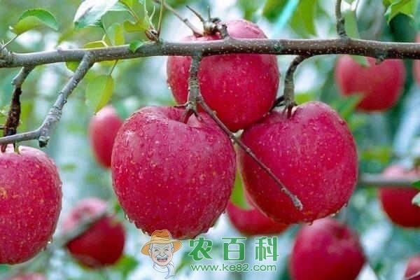 “智慧果”苹果树什么时候浇水好?浇多少合适?怎么浇?