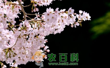 樱花树苗价格多少钱一株?栽培多久开花?它和樱桃树有什么区别?