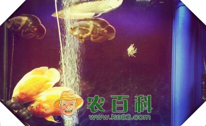 热带地图鱼能长多大?身上有了白斑该怎么治?