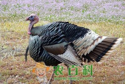 养什么品种的火鸡赚钱？