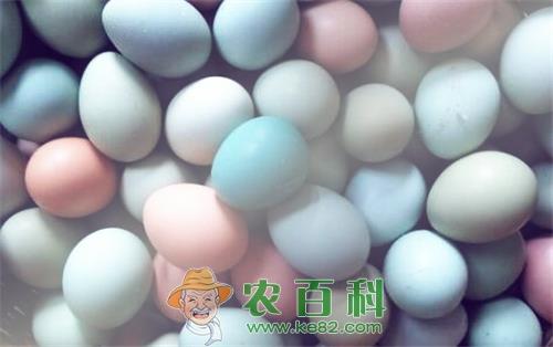 天然药鸡绿壳蛋鸡吃什么长得快？养1000只大约能赚多少钱？养什么品种好？下的蛋和普通鸡蛋有什么区别？