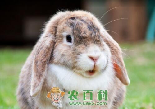 现在养兔子有销路吗？利润和前景怎么样？养殖常见误区及注意事项有哪些？