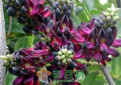 藤本植物油麻藤种子价格多少钱一斤?什么时候种植开花?怎么种?有什么功效作用?