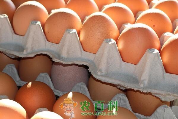 鸡蛋价格走势预测：腊月中旬会上涨吗？（附各地最新价格）