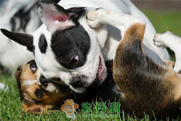 搞个狗场需要多大场地?需要准备什么?