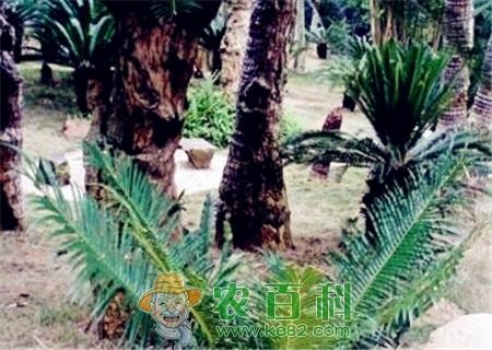 巴兰萨苏铁是什么植物？主要产地在哪？怎么种植？叶子不分叉怎么办？