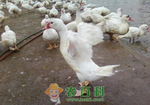 市场上香鹑雁苗价格大约多少钱一只？养殖成本利润如何？饲养管理方法有哪些？附行情预测