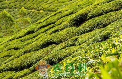 采摘头春茶的时间是什么时候?它和二春茶有什么区别?