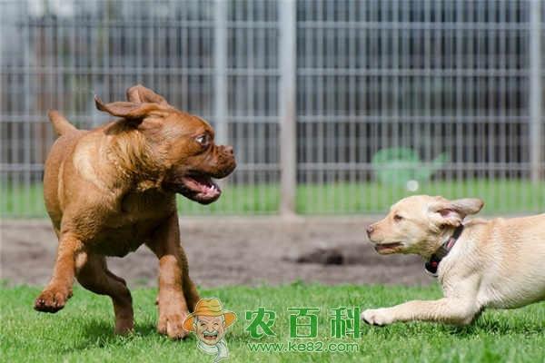 搞个狗场需要多大场地?需要准备什么?