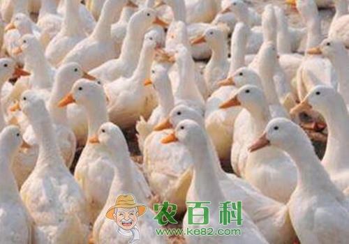 肉鸭大概多少钱一斤？养殖肉鸭赚钱吗？养3000只成本与利润如何？