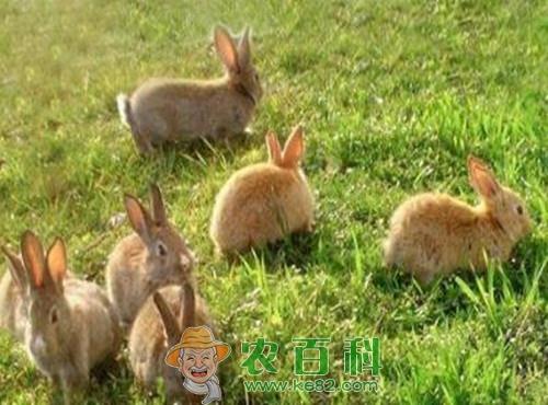 养野兔赚钱吗?多少钱一只?养殖100只成本及利润如何?发展前景怎样?