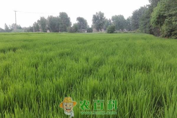 水溶肥对水稻有什么作用？有哪些使用方法？如何辨别优质水溶肥？