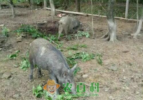 温驯的特种野猪苗价格大约多少钱一只?国家有什么补贴扶持政策吗?养殖注意繁育要注意什么?