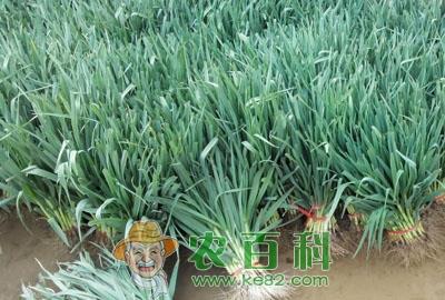 蒜苗什么时候种好?怎么种才长得快?一斤蒜能出多少斤蒜苗?