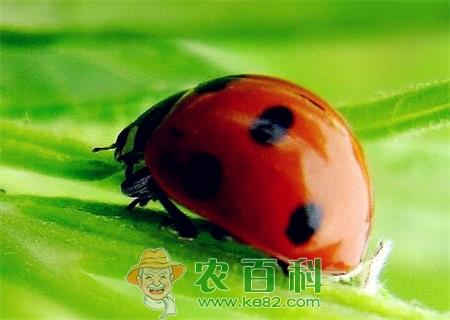 捕食性昆虫“七星瓢虫”是益虫还是害虫?喜欢吃什么食物?
