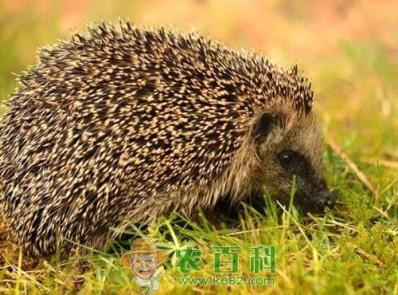 刺猬多少钱一只?喜欢吃什么东西?养殖成本及利润如何?有什么作用?