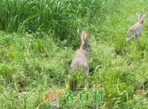 养野兔赚钱吗?多少钱一只?养殖100只成本及利润如何?发展前景怎样?