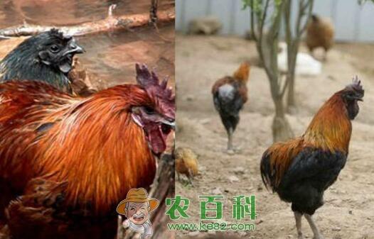 瓢鸡苗多少钱一只?养殖成本高吗?技术要点有哪些?