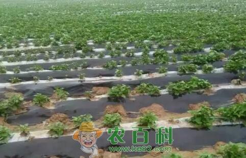 红薯怎么盖地膜?如何在红薯田使用地膜覆盖技术?