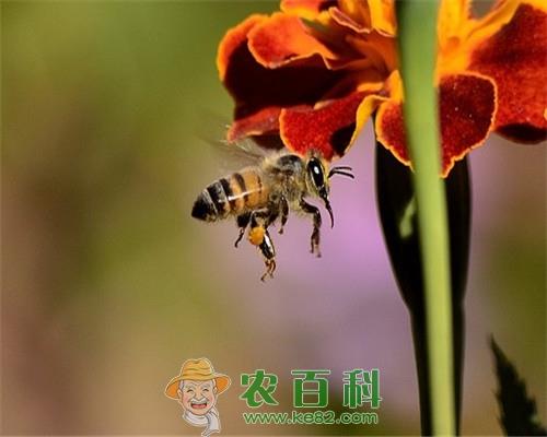 蜜蜂有刺吗?被它蜇了该怎么处理?