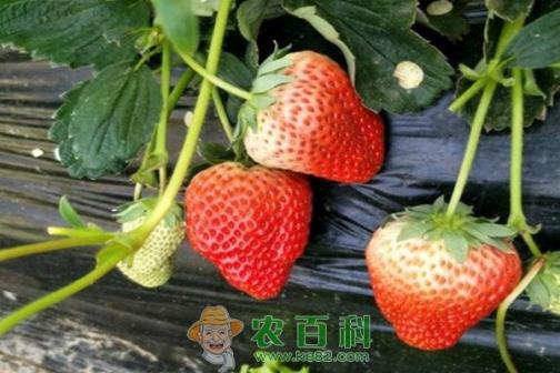 草莓种子多久发芽?如何庭院栽培?