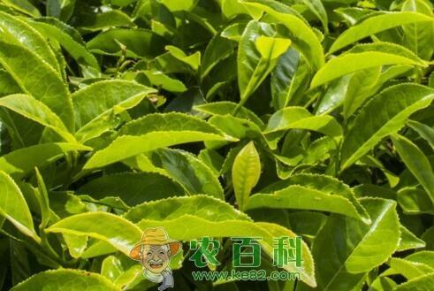 采摘头春茶的时间是什么时候?它和二春茶有什么区别?