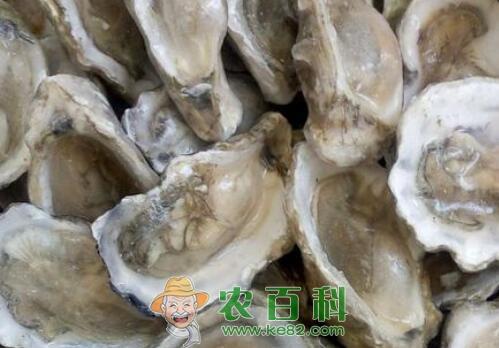 八珍之一的扇贝肉价格多少一斤?功效作用是什么?怎么清洗处理?市场行情和前景如何?
