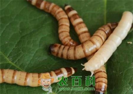 拟步甲科大麦虫与黄粉虫有什么区别？养殖前景如何？