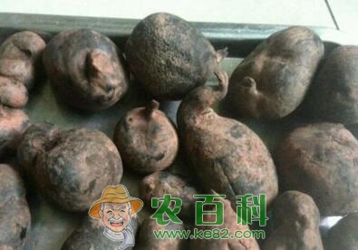 “中药”乌灵参价格多少钱一斤？生长在什么地方？它有哪些功效作用？怎么吃好？