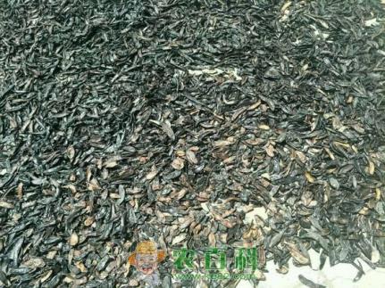 水蛭的功效与作用及禁忌是什么？多少钱一斤2019？