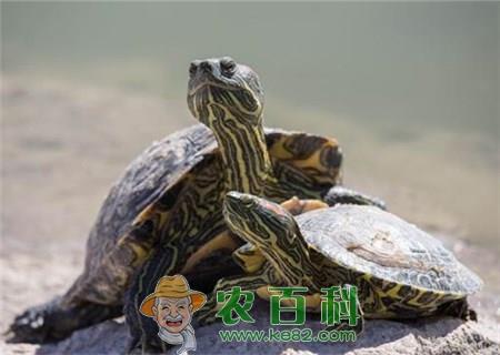 养殖乌龟赚钱吗?适合当成宠物养吗?