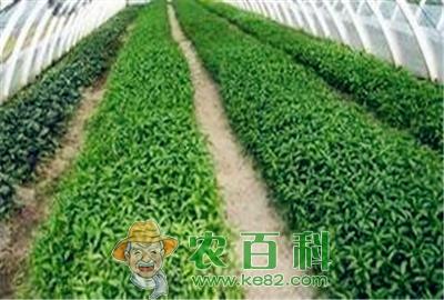 大学生打造无公害蔬菜基地——销售额达1000万