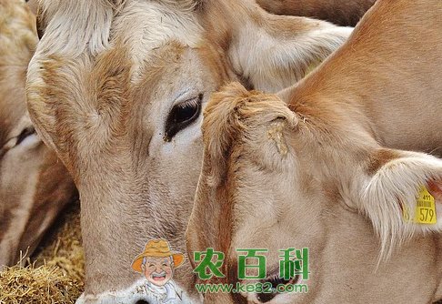 在农村养10头牛成本要多少?能赚多少钱?
